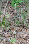 Greenvein ladies tresses